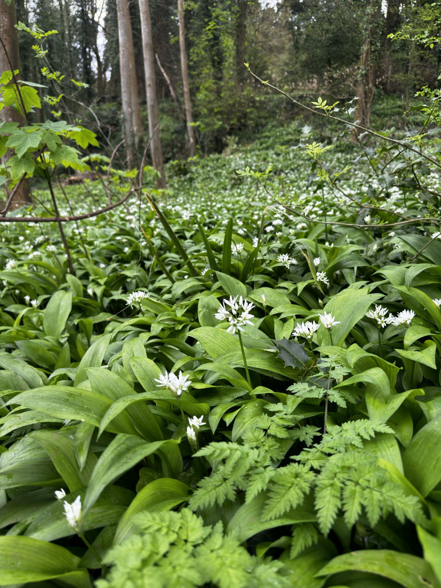 Wild garlic