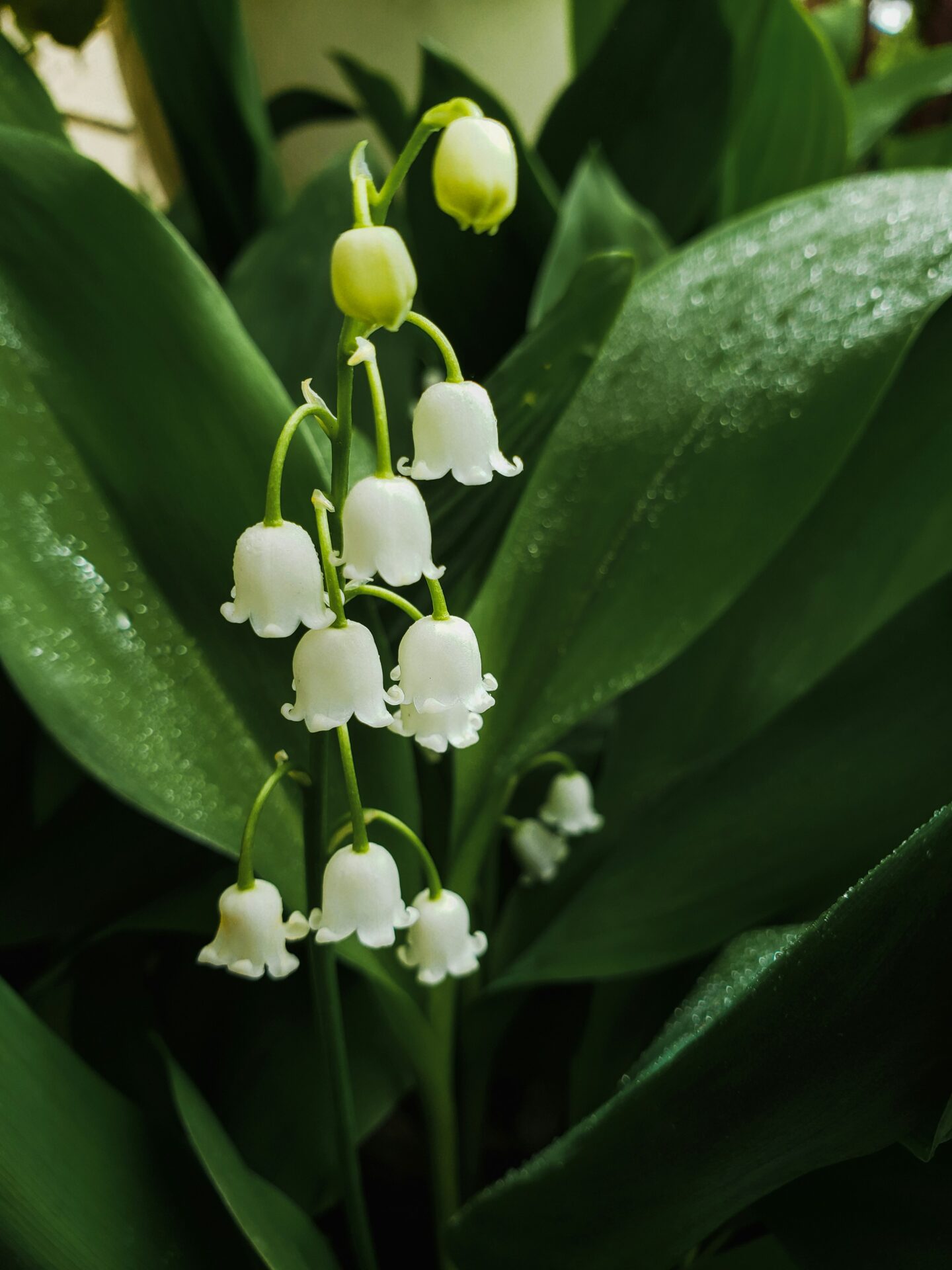 Lily of the valley